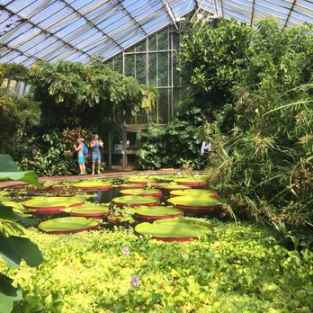 Royal Botanic Garden Edinburgh - A lily pond inside one of the glasshouses. - Botanical Gardens Near Me - Edinburgh, EDH
