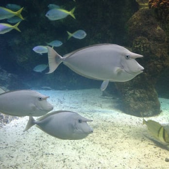 Sealife - Unicorn Fish, yes that is their real name - Aquariums Near Me - London, XGL