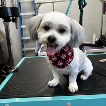 Fur Babes Spa - Pet Groomers Near Me - Riverside, California Fur Babes Spa - Pet Groomers Near Me - Riverside, California