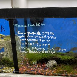Live fish Live fish