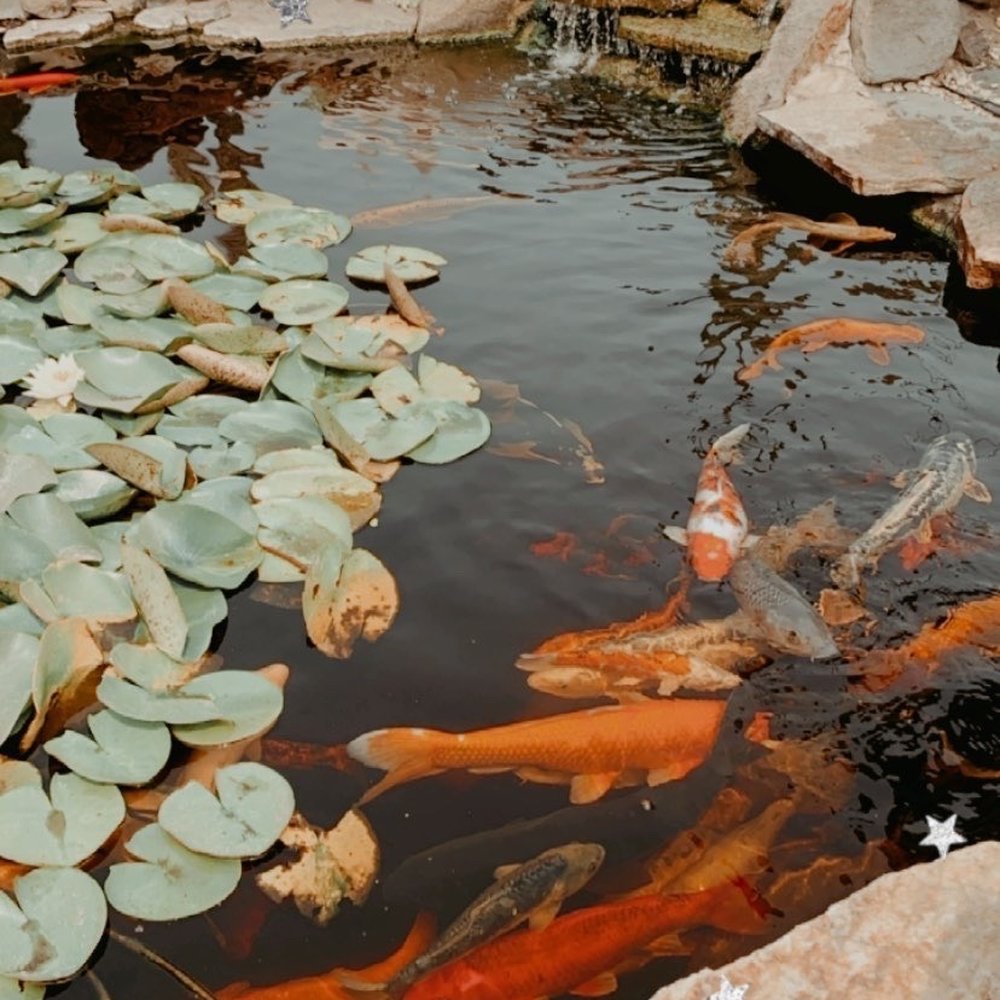 Poot's Cactus Nursery - Koi pond - Nurseries & Gardening Near Me - Ripon, California Poot's Cactus Nursery - Koi pond - Nurseries & Gardening Near Me - Ripon, California