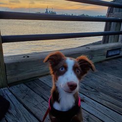 Magnolia-Miniatures - Miniature australian shepherd