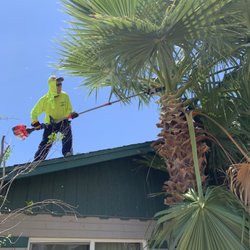 Carmona Landscaping - Palm Tree Trimming and Maintenance :0