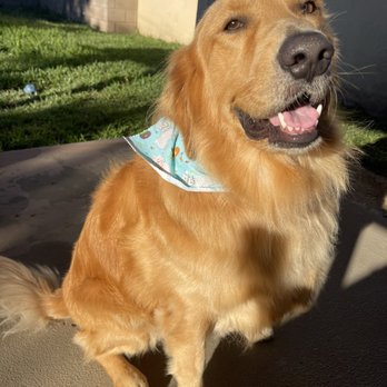Ami Pet Grooming - Charlie - Pet Groomers Near Me - La Mirada, California