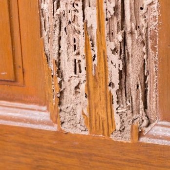 A Five Star Termite & Pest Control - Don't let termites destroy your home. We offer thorough inspections and tailored treatments. Schedule your inspection today! - Pest Control Near Me A Five Star Termite & Pest Control - Don't let termites destroy your home. We offer thorough inspections and tailored treatments. Schedule your inspection today! - Pest Control Near Me