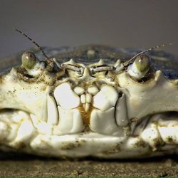 Dawn's 24th Street Live Crabs in Philadelphia gift card