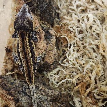 Cold Blooded Sensations - Reptile Shops Near Me - Sarasota, Florida