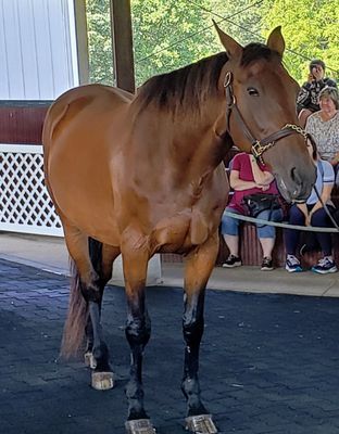 Kentucky Horse Park by null