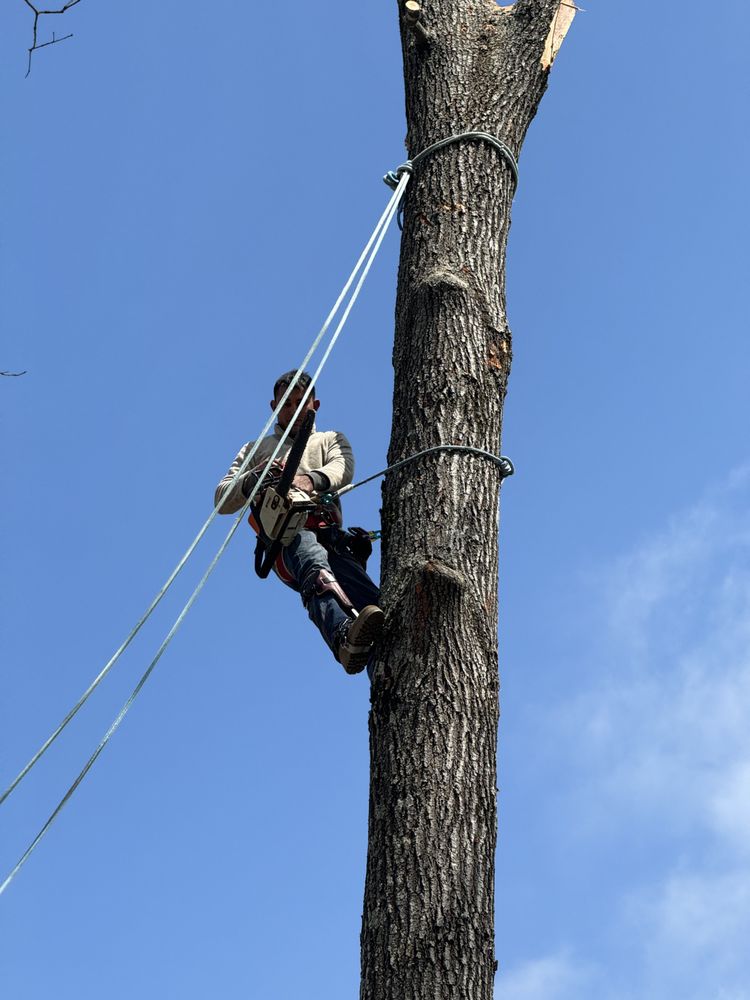 Santos’ Hauling & Demolition - tree service in Little Rock, AR