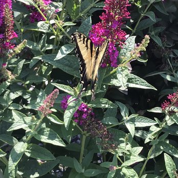 Bountiful Gardens - Flowers & Gifts Near Me - Hillsborough, New Jersey