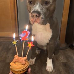 Gigi's Cupcakes - Went to Gigi's for a pup friendly cupcake ! I was so excited they made them ! My dog LOVED it !