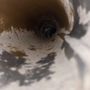 Photo of Holy Smokes Chimney Services