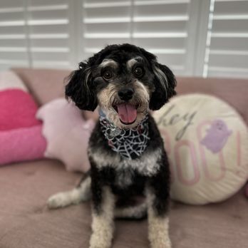 Brush N Pupps Grooming - Pet Groomers Near Me - Moreno Valley, California