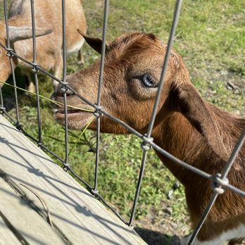 For Garden's Sake - Sweet little goats that love head pets and grass - Nurseries & Gardening Near Me - Durham, North Carolina For Garden's Sake - Sweet little goats that love head pets and grass - Nurseries & Gardening Near Me - Durham, North Carolina
