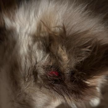 The Animal Doctors - Prior to vet shaving and cleaning the area. Chibby scratched his cyst which turned out to be mast cell tumor. - Veterinarians Near Me - Anaheim, California