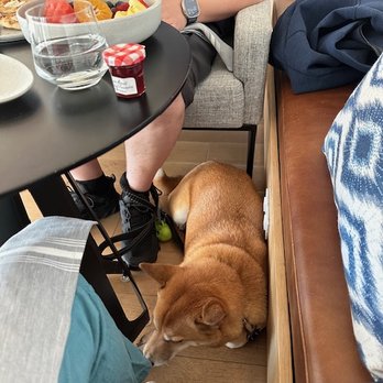 Brenton Hotel - Dog friendly dining room - Hotels Near Me - Newport, Rhode Island