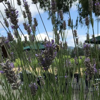 Cherry Point Vineyards - Beautiful lavender around us. They have a garden of fresh herbs that are used in their dishes! - Wineries Near Me - Cobble Hill, British Columbia