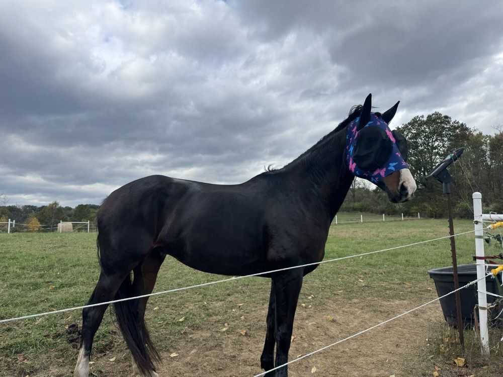 Hidden Oaks Farm - equestrian in Gibsonia, PA
