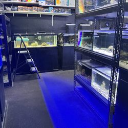 Aquatic Pets & Reptiles - Lots of tanks