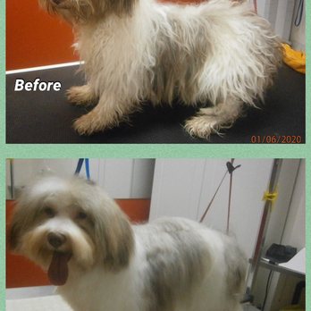 Pawfect Spa Limited - Havanese extreme makeover. - Pet Groomers Near Me - Toronto, Ontario Pawfect Spa Limited - Havanese extreme makeover. - Pet Groomers Near Me - Toronto, Ontario