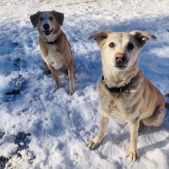 Tail Wags & Walks - Pet Sitting Near Me - Duluth, Minnesota Tail Wags & Walks - Pet Sitting Near Me - Duluth, Minnesota