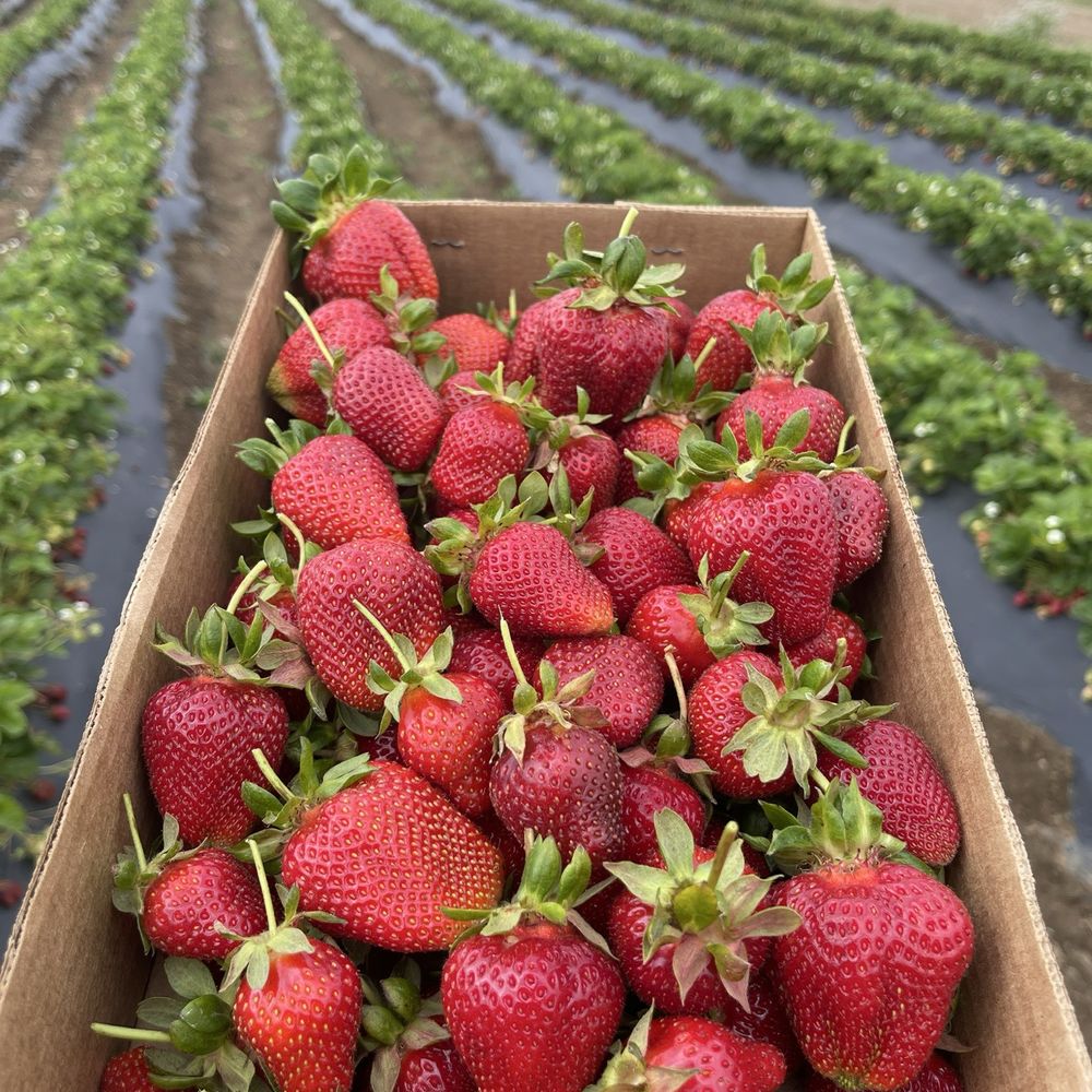Ah-May U-Pick - Pick Your Own Farms Near Me - Brentwood, California Ah-May U-Pick - Pick Your Own Farms Near Me - Brentwood, California