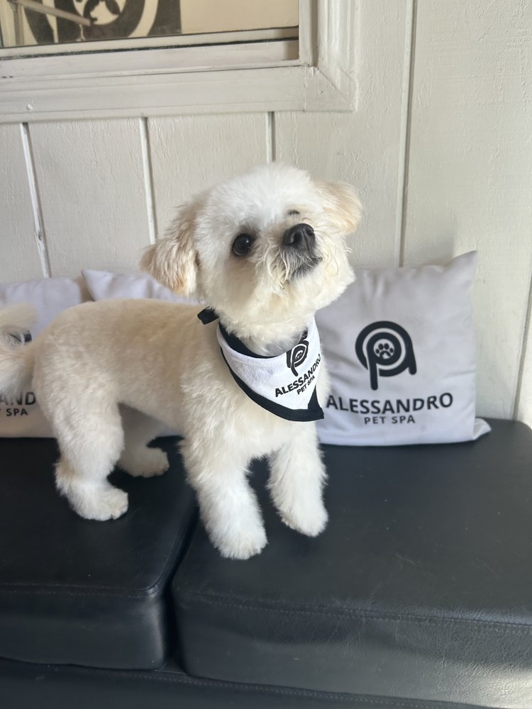 ALESSANDRO PET SPA 693 Photos & 408 Reviews 4619 Santa Monica Blvd