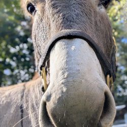Schoolhouse Ice Cream & Farm - Jasper the burro from Arizona.