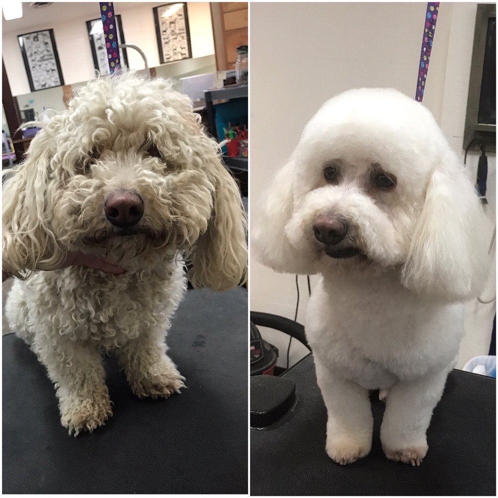 ACE PET GROOMING Updated August 2024 722 Walnut St, Yuba City