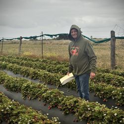 Strawberry patch