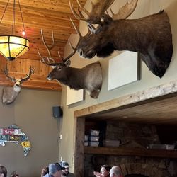 TroutHunter - Last Chance Bar & Grill - Taxidermy