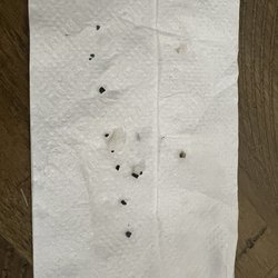 Mi Candileja Restaurant - What we found out mouse on d