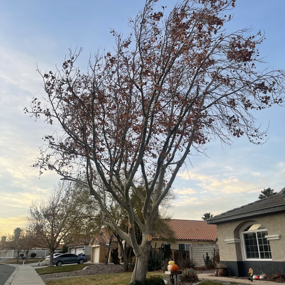 Mason's Treescape - Our beautiful sycamore thanks to Mason's Treescape - Tree Services Near Me - Hesperia, California