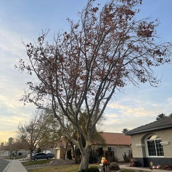 Mason's Treescape - Our beautiful sycamore thanks to Mason's Treescape - Tree Services Near Me - Hesperia, California