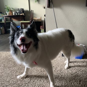 Best Friends Pet Salon - Happiest gurl - Pet Services Near Me - Salem, Oregon