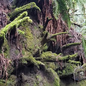 Hendy Woods State Park - Parks Near Me - Philo, California