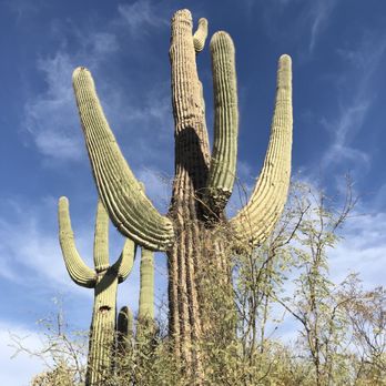 Desert Wolf Tours - Saguaro - Tours Near Me - Phoenix, Arizona