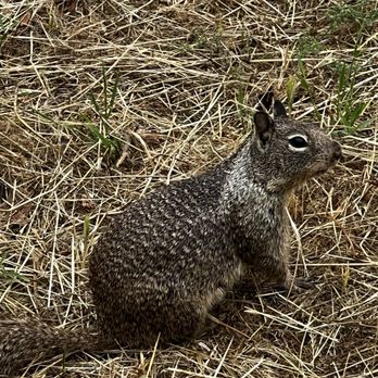 Banning House Lodge - Kind of a squirrelly fellow, but he was harmless. - Bed & Breakfast Near Me - Avalon, California Banning House Lodge - Kind of a squirrelly fellow, but he was harmless. - Bed & Breakfast Near Me - Avalon, California
