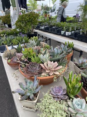 Brighton Farmers' Market by null