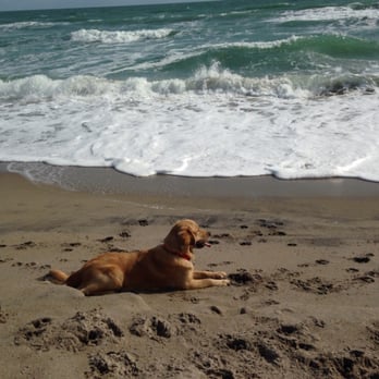 Walton Rocks Beach - Happy 1 year Birthday, Gus! - Dog Parks Near Me - Jensen Beach, Florida Walton Rocks Beach - Happy 1 year Birthday, Gus! - Dog Parks Near Me - Jensen Beach, Florida