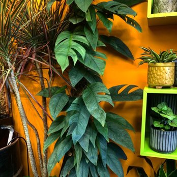 Jungle Box - Amazing huge cebu blue - Nurseries & Gardening Near Me - Phoenix, Arizona