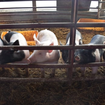 Calder Dairy & Farm - Piggies - Ice Cream & Frozen Yogurt Near Me - Carleton, Michigan