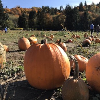 Serres Farm - Pumpkin Patches Near Me - Redmond, Washington Serres Farm - Pumpkin Patches Near Me - Redmond, Washington