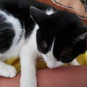 Kitty Cat Care by Able - Harley - Pet Sitting Near Me Kitty Cat Care by Able - Harley - Pet Sitting Near Me