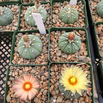 Paul's Desert - Nurseries & Gardening Near Me - Schertz, Texas