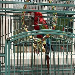 Eastern Exotics Wildlife, Gems & Oddities