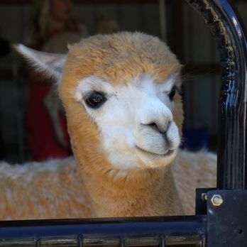 Hardly Farm - A curious alpaca looks out the gate. "Who are all these people?" - Attraction Farms Near Me - Castalia, North Carolina