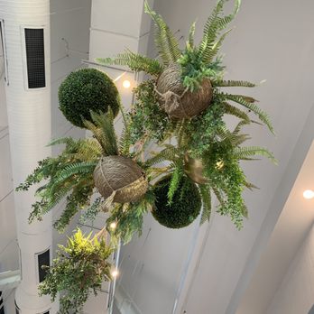 Gregorys Coffee - Greenery hanging from the cathedral ceiling - Several hanging planters containing different types of green plants, including ferns and topiary spheres, are suspended from a ceiling. The planters are made of woven material and metallic spheres, with some plants cascading downward. The ceiling features lighting fixtures, and a large white duct is visible on the left side of the image. The setting appears to be an indoor space with a modern design. - Coffee & Tea Near Me - Darien, Connecticut