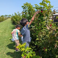 Oneal Berry Farm