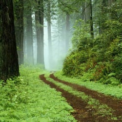 Green Tree Healing Solutions